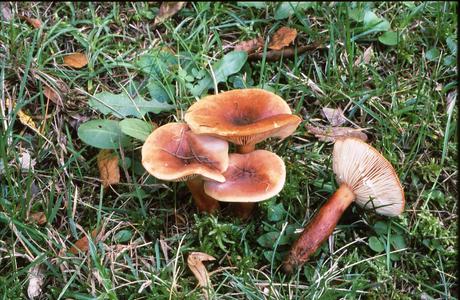 Orange-Milchling (Lactarius aurantiacus) - © Helmut Pidlich-Aigner